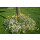 Blumenwiese "Unter Bäumen" 30m²